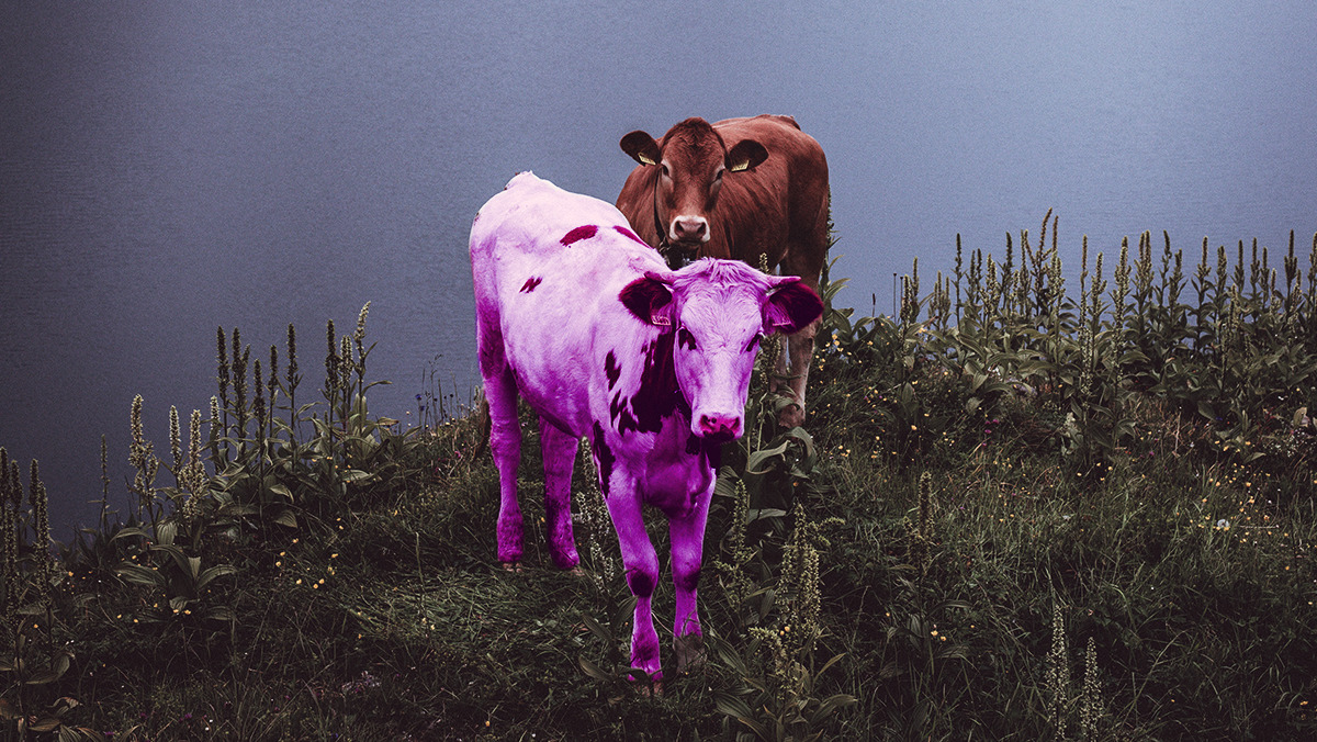 The End of the Inconspicuous Purple Cow